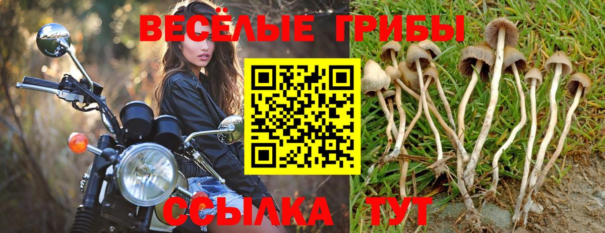 Галлюциногенные грибы Psilocybine cubensis  Вход с VPN  Видное 