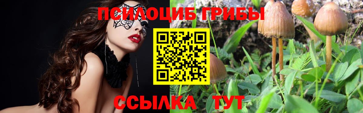 Галлюциногенные грибы Psilocybe Видное